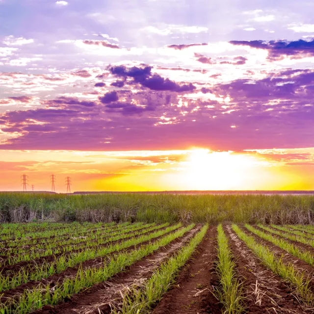 Sunset over field