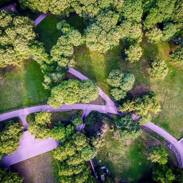 Image of streets with green trees