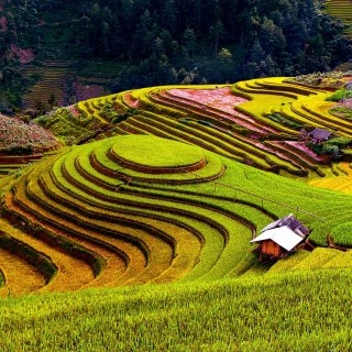 Image of circular multi-level fields